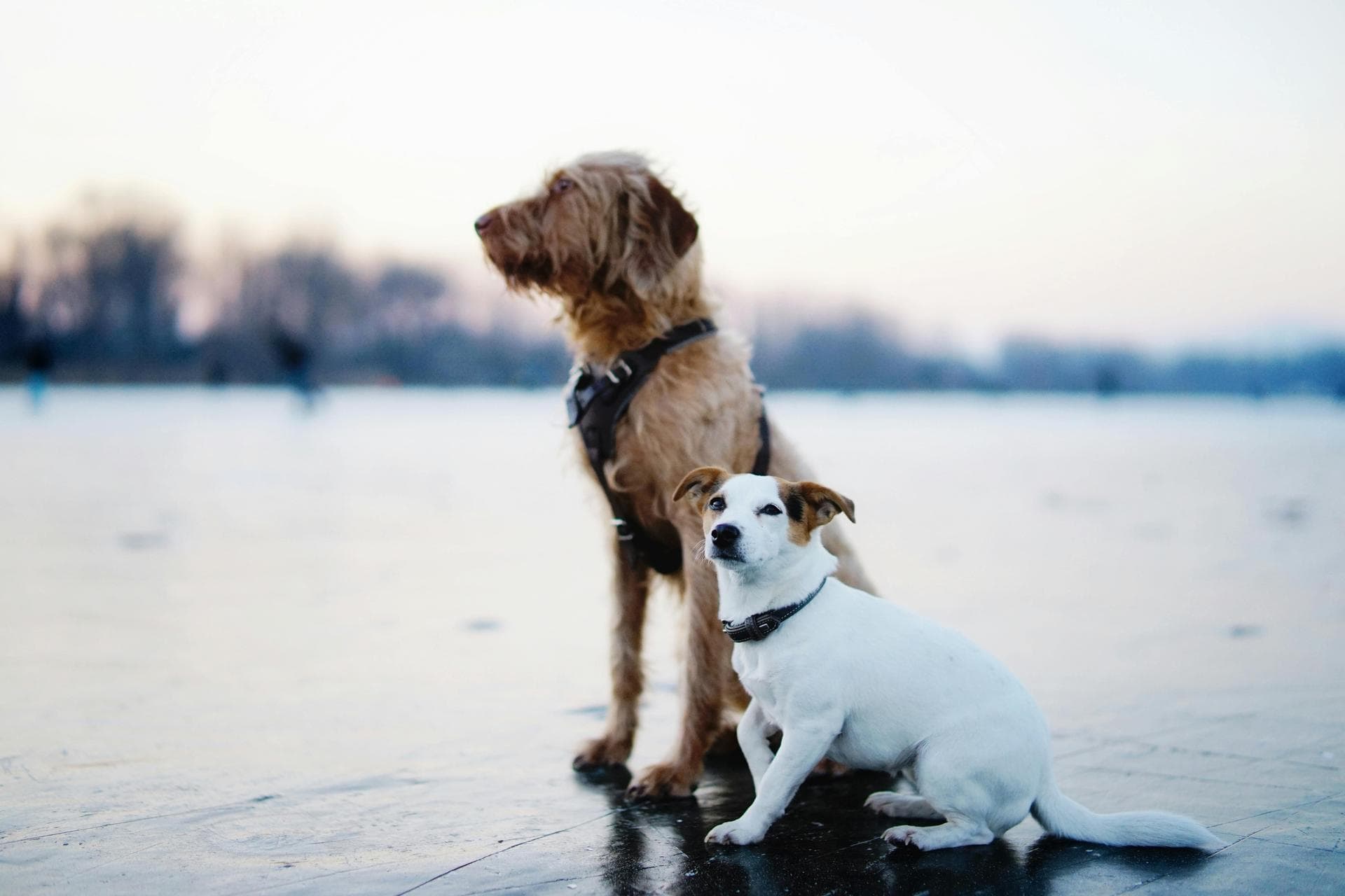 Dog Ear Cleaning Clinic Prices in Rochdale