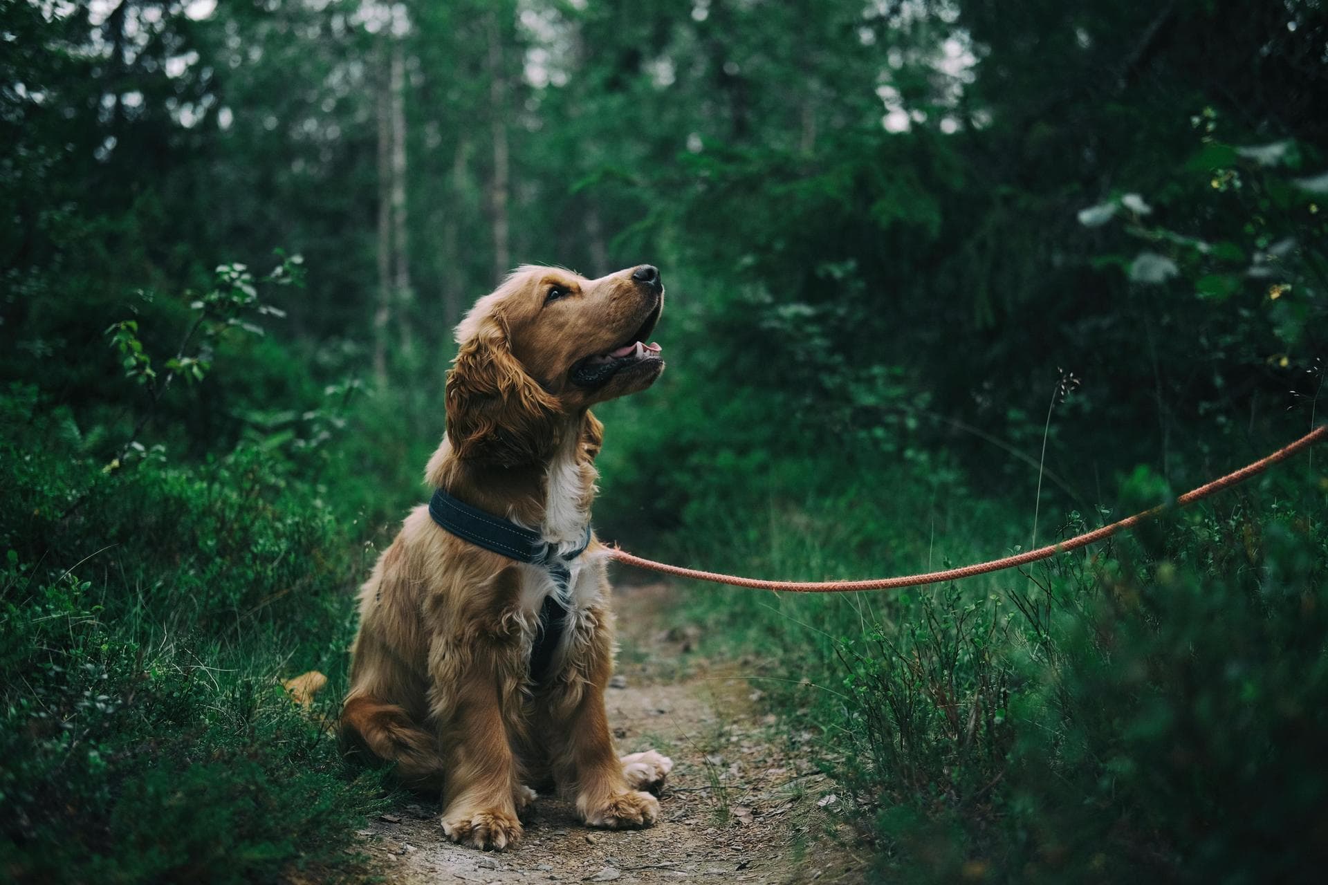 Dog Ear Cleaning Clinic Prices in Rochdale