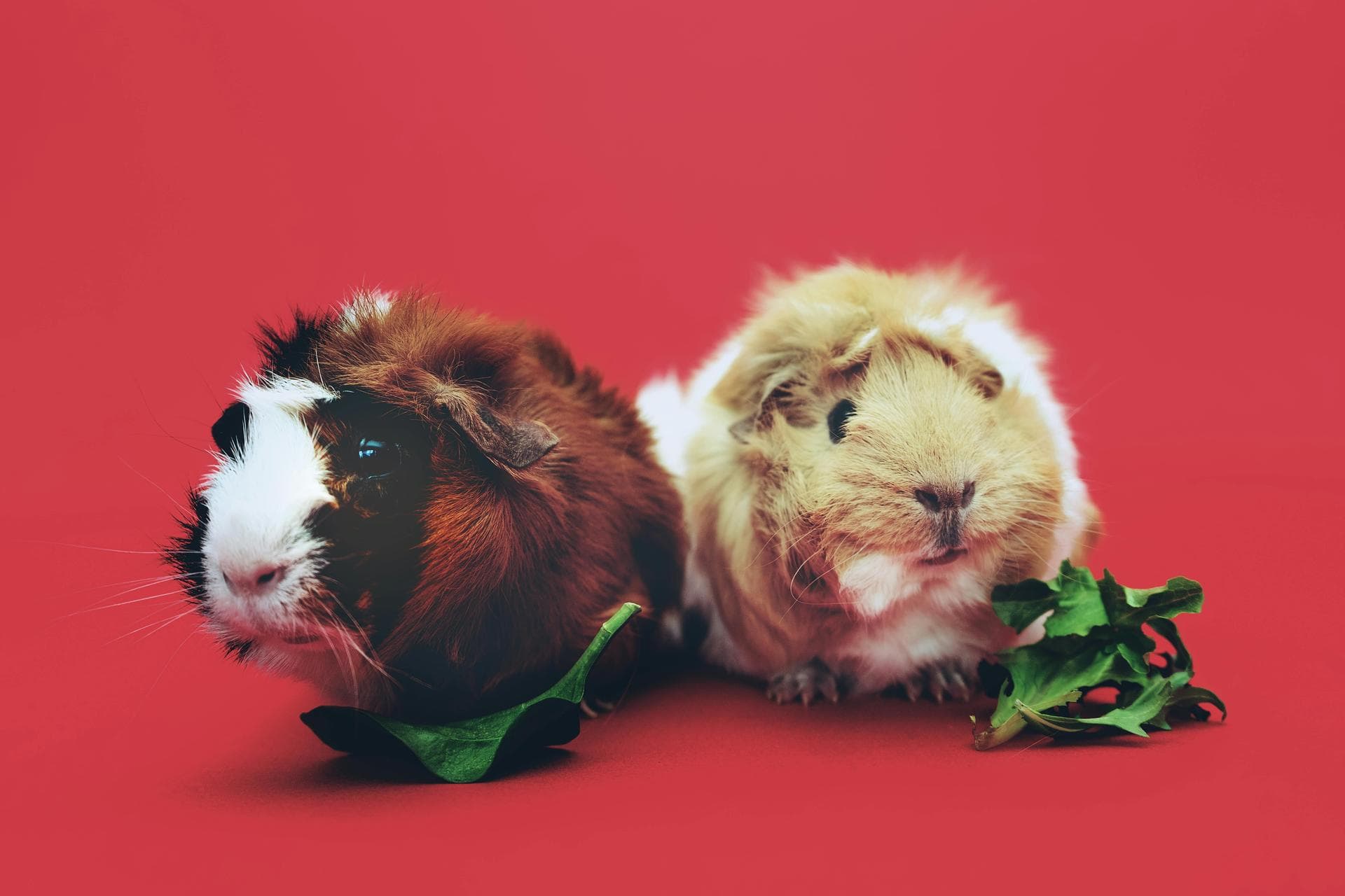 Follow-up Vet Appointment Prices in Rochdale