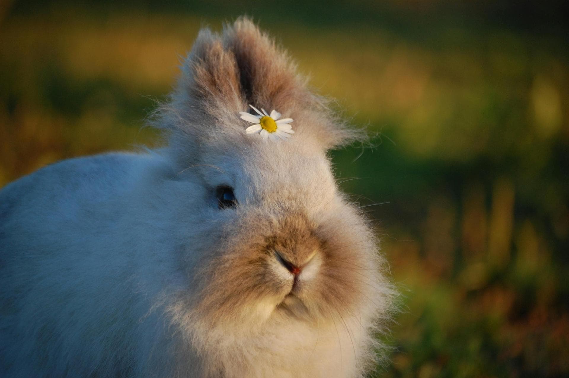 Follow-up Vet Appointment Prices in Rochdale