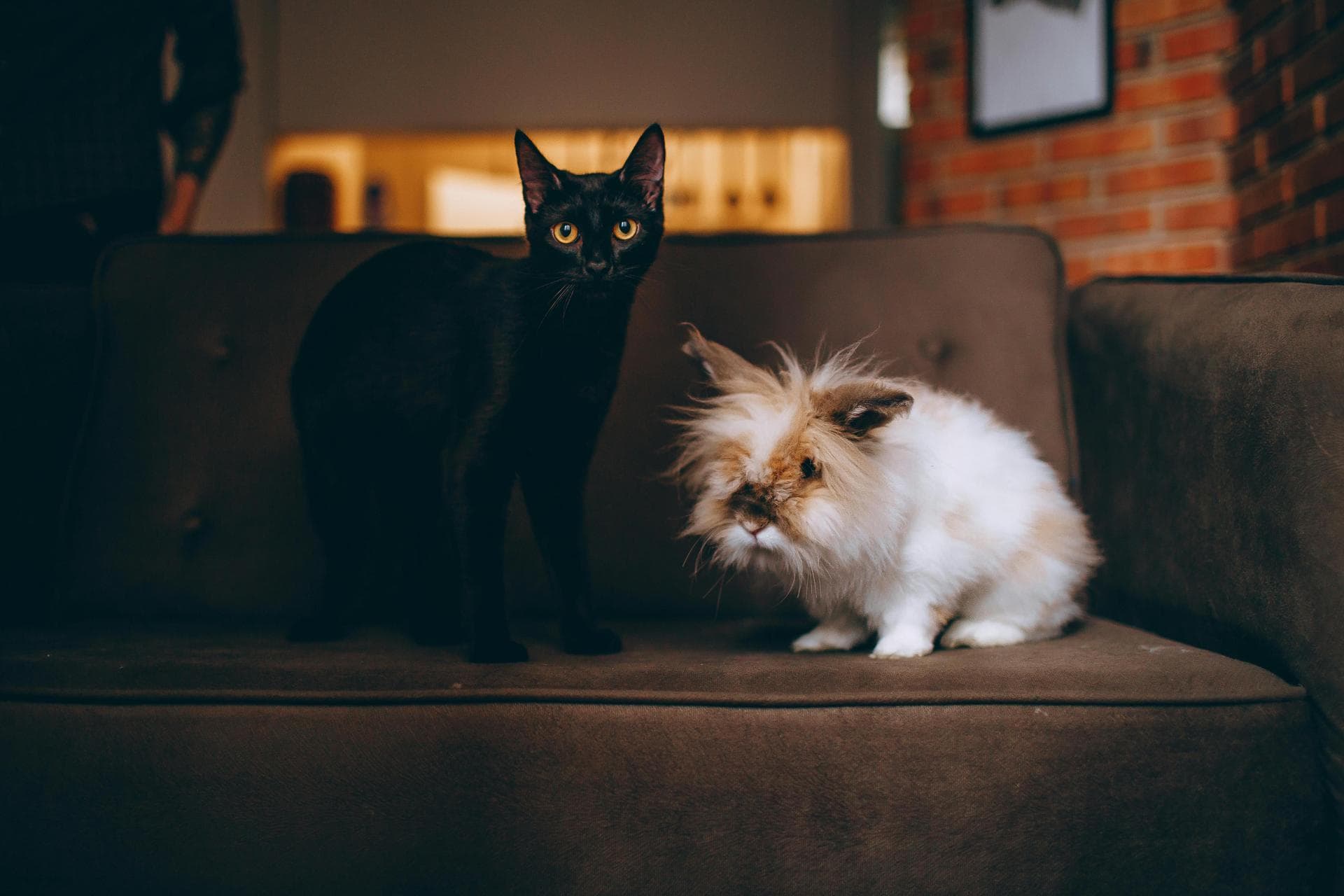 Cat Spaying Prices in Rochdale