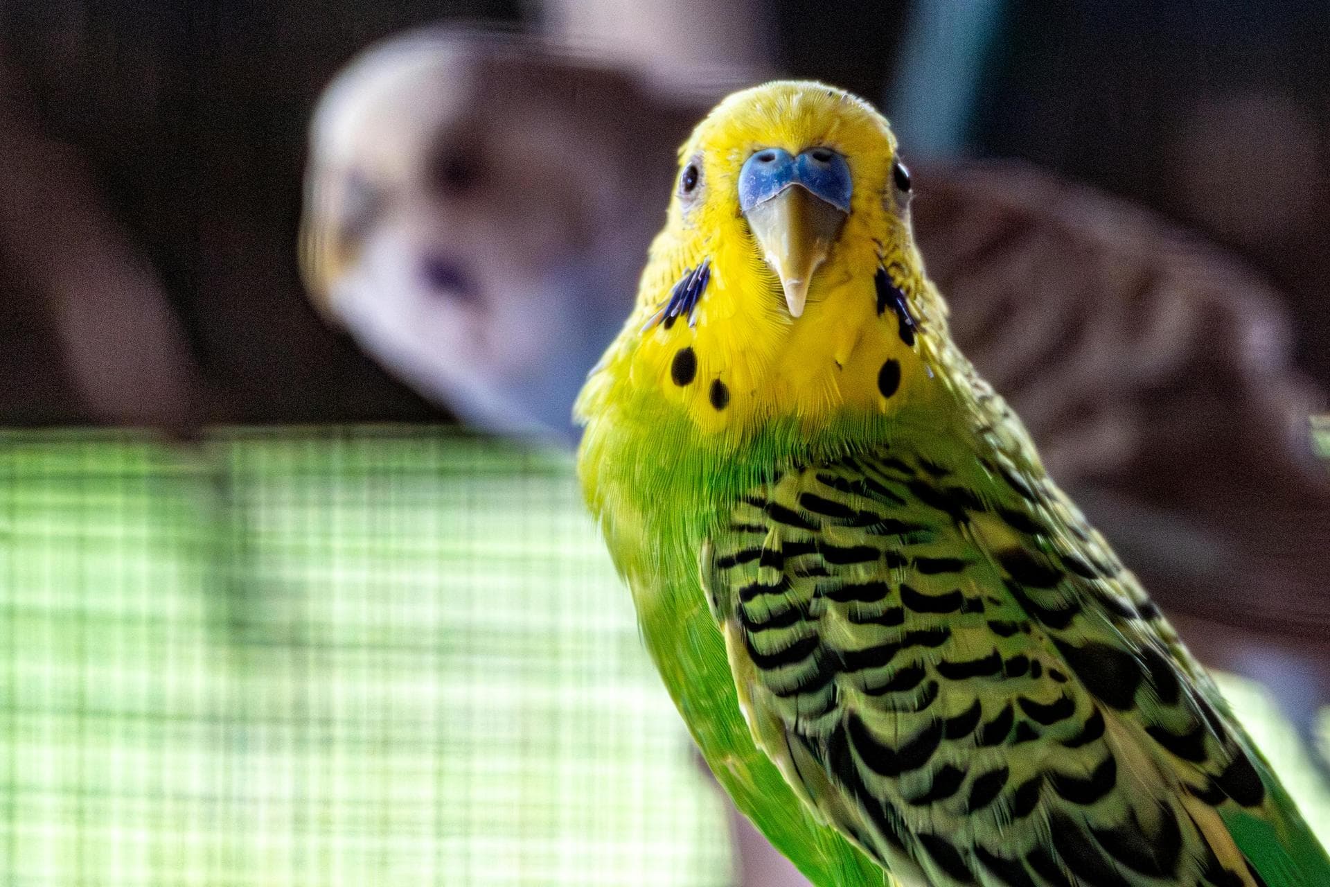 Bird Exotic Pet Consultation Prices in Rochdale