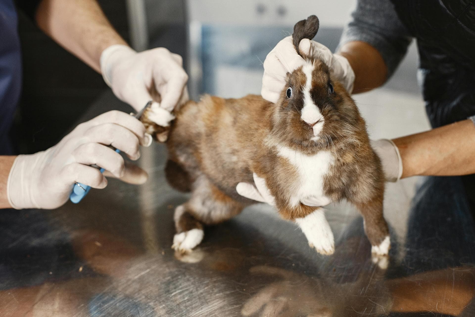 Cat Spay Castrate Neutering Prices in Rochdale
