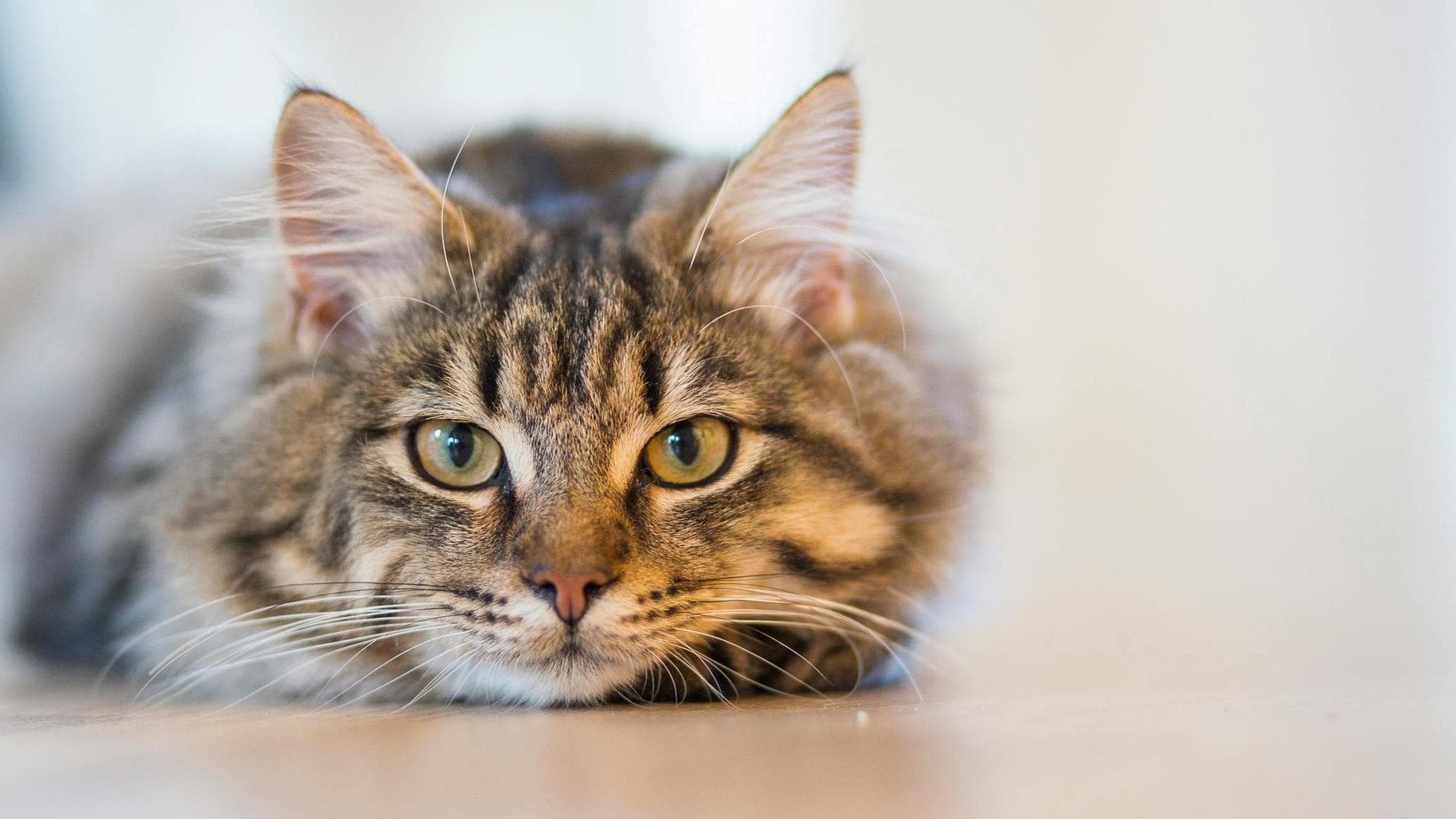 Dog Diabetes Support Clinics Prices in Rochdale